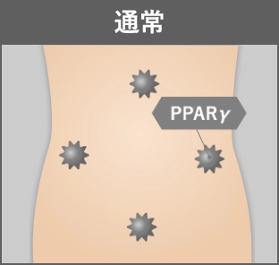 エラグ酸を摂取していない通常の脂肪細胞の動きの様子