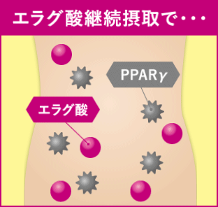 エラグ酸を摂取した脂肪細胞の動きの様子