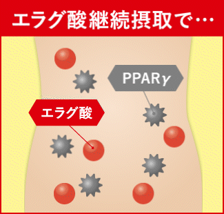 エラグ酸を摂取した脂肪細胞の動きの様子